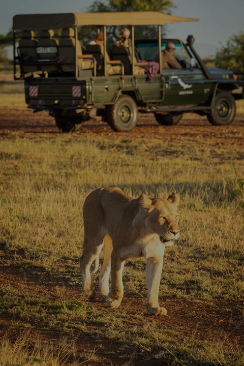 Safaris et excursions guidées